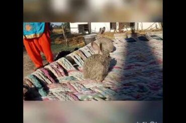 My cute rabbit babies 🐇