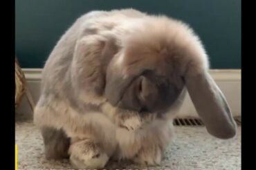 cute bunnies and Whole Lot of Happiness - sunny bunnies