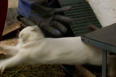 the rabbit 🐇 most dangerous animals  🐰🐰rabbit run 😱 bunny rabbit ll white rabbit