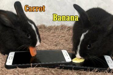 Rabbit eating Banana slices and Carrot slices on the Smartphone ASMR