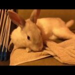 Cute rabbit messing with a towel