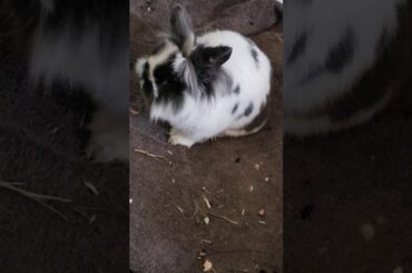 Benji the stomping rabbit 🐇