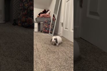 Baby Mini lop Rabbit binky