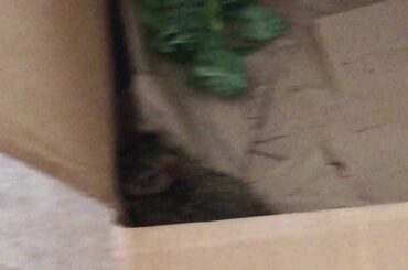 We saved a cute bunny again