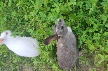 MY CUTE RABBITS 🐰🐰Video.🔥