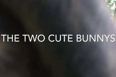 Bunny’s being cute#1