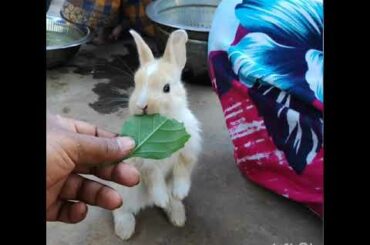 Rabbit bunnies 🐇 cute #Ks_Rabbits