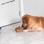Cute rabbit makes friends with
