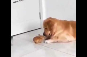 Cute rabbit makes friends with