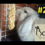 Cute bunny eating some seeds! Hanging treats! | Roni The Rabbit | #29