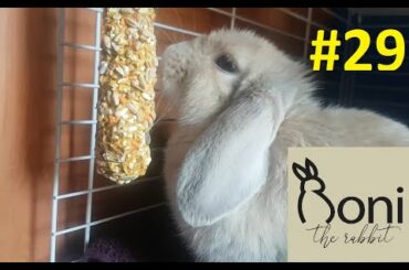 Cute bunny eating some seeds! Hanging treats! | Roni The Rabbit | #29