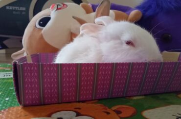 Hehe cute bunnies/then just peed I had to  stop rec