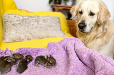 Golden Retriever and Baby Bunnies 7 days old [Friendliest Dog]