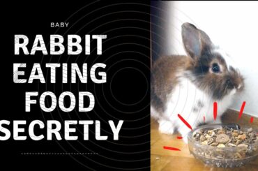 Baby rabbit eating food secretly