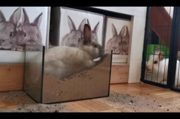 Funny Baby Bunny Rabbit Videos|Cute Rabbits|Bunny Rabbits Eating Together|Nature Music