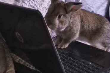 Bunnies day at Work | House Bunny Life