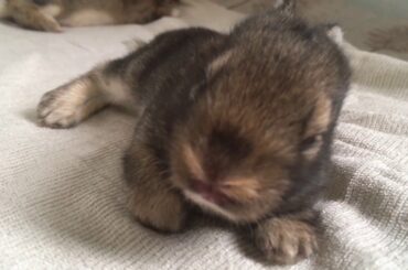 Cute baby rabbit