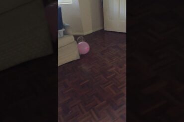 I’m a cute bunny KILLING A BALLON