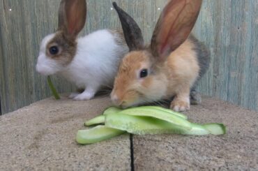 Rabbits eating Cucumbers asmr | bunny cute eating ASMR Cucumbers きゅうり