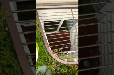 Saving a bunny from a window cell🐇