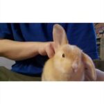 Meet my CUTE Rabbit BUGZ😍