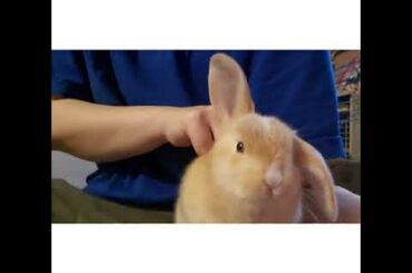 Meet my CUTE Rabbit BUGZ😍