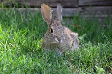 Cute wild rabbit (Samantha) listening to bubbles popping.