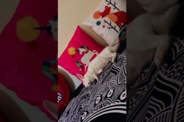 My lazy  rabbit 🐇feels sleepy 💤 on lockdown