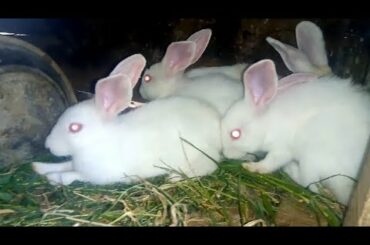 Cute Funny Rabbit House New Funny | அழகான முயல்