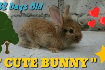 JEK PETS EP.32 / CUTE BABY BUNNY "32 DAYS OLD RABBITS" WEANING SEPERATING THE KITS RABBIT #RABBITERO
