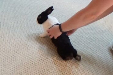 Rabbit sploots and poops