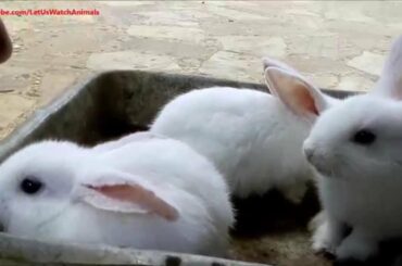 Very cute white baby rabbits