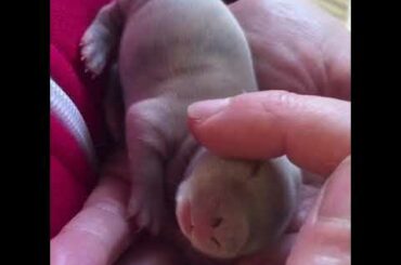 Baby Rabbit
