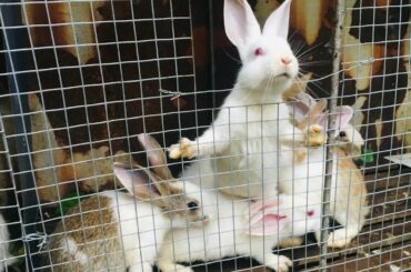 Baby rabbits bath - Hilarious-cute