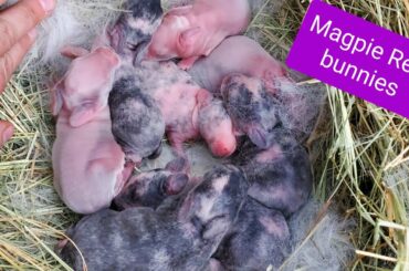 Baby bunnies Magpie rex.