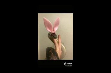 Bunny Snake | TikTok cute and funny animals moments Part 2
