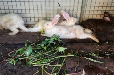 Funny and Cute Baby Bunny Rabbits Videos - Baby Animal Videos - Rabbits Eating Vegetables