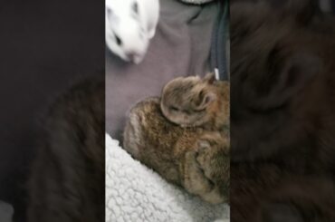 Baby bunnies super cute playtime