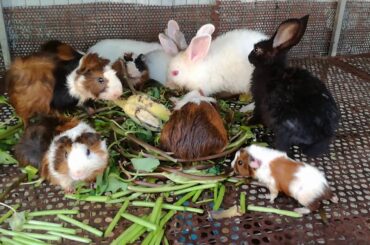 Funny baby Bunny Rabbits Videos - Cute Rabbits Eating Vegetables - Baby Rabbits Animal Videos