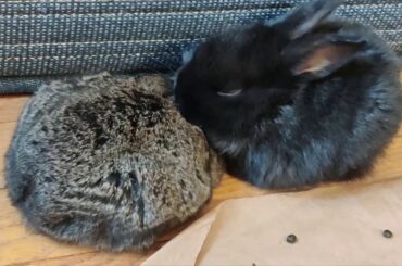 (119) Lockdown, staying inside at home with Cute Bunnies for relaxation.