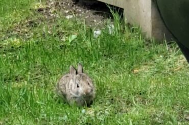 Baby bunny