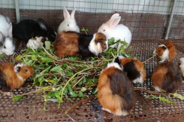 Amazing Cute Rabbits Eating Vegetables - Funny and Cute Baby Bunny Rabbits Videos - Rabbits Eating