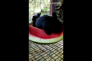This cute bunny loves to eat watermelon!