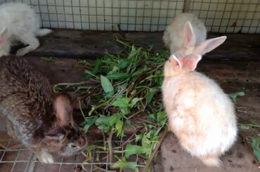 WOW So Many Cute Baby Rabbits Eating Vegetables - Bunny Rabbits Eating Videos - Rabbits Videos