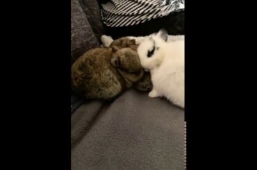 Adorable baby bunnies cleaning time