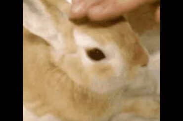 Cute rabbit