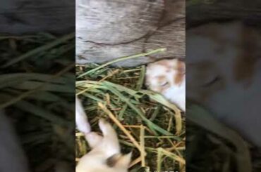 Cutest bunnies sleeping