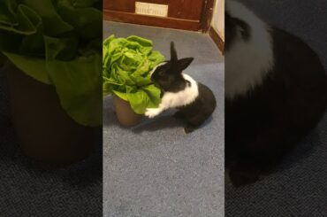 Cute bunny destroys lettuce