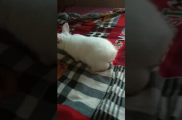 Cutest baby bunny  rabbit