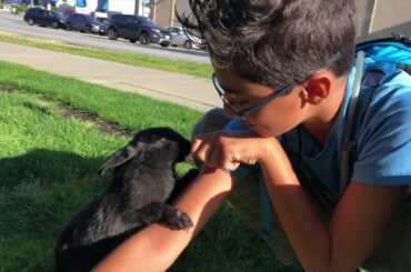 Feeding a Baby Bunny & Its Family   ||    Baby Rabbit    |||     Bunny Family